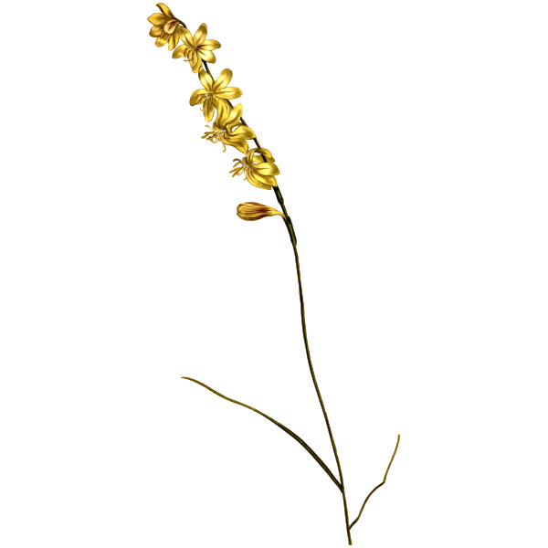 SVG Carex Hesperantha