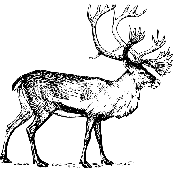 SVG caribou