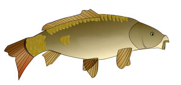 SVG Carp