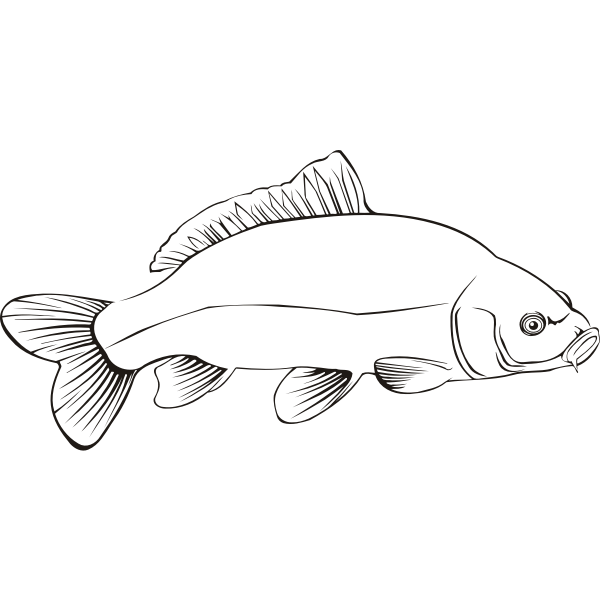 SVG Carp2Outline