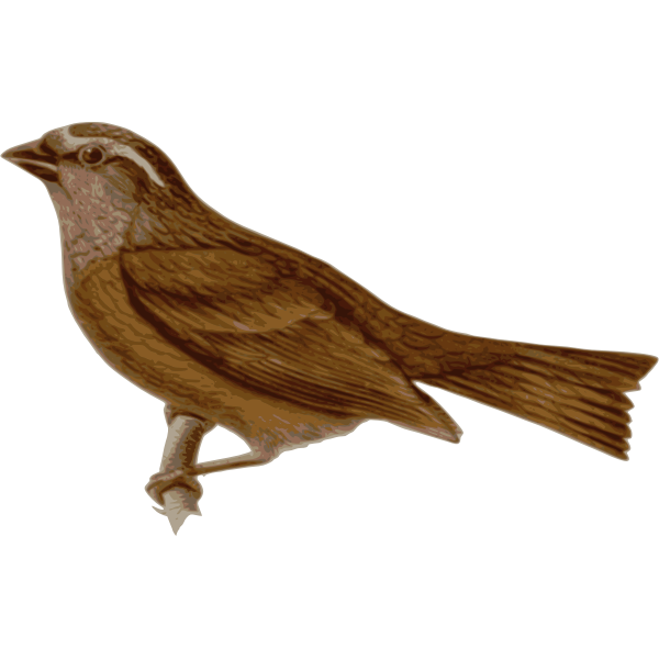 SVG Carpodacusedwardsii