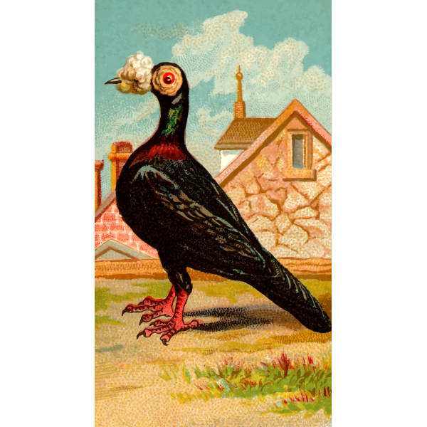 SVG Carrier Pigeon