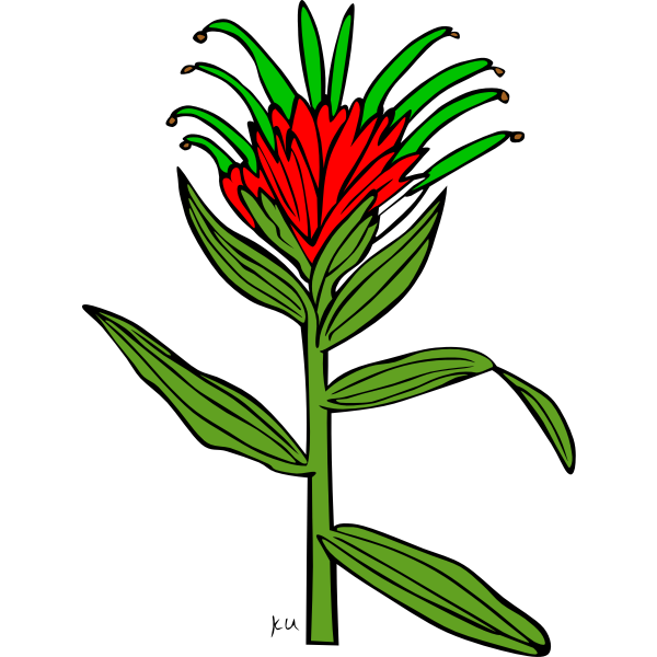 SVG Castilleja Miniata