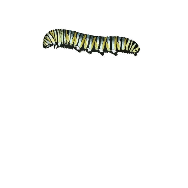 SVG Caterpillar D plexippus