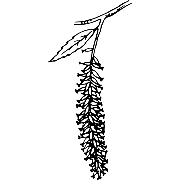 SVG Catkin