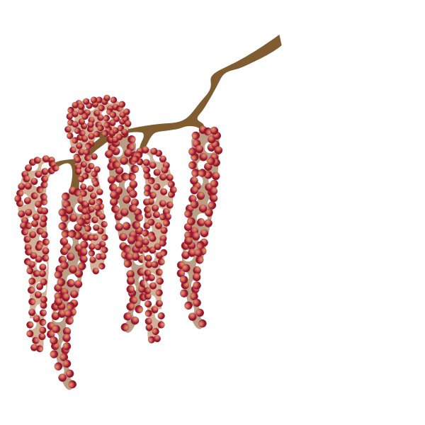 SVG Catkin image
