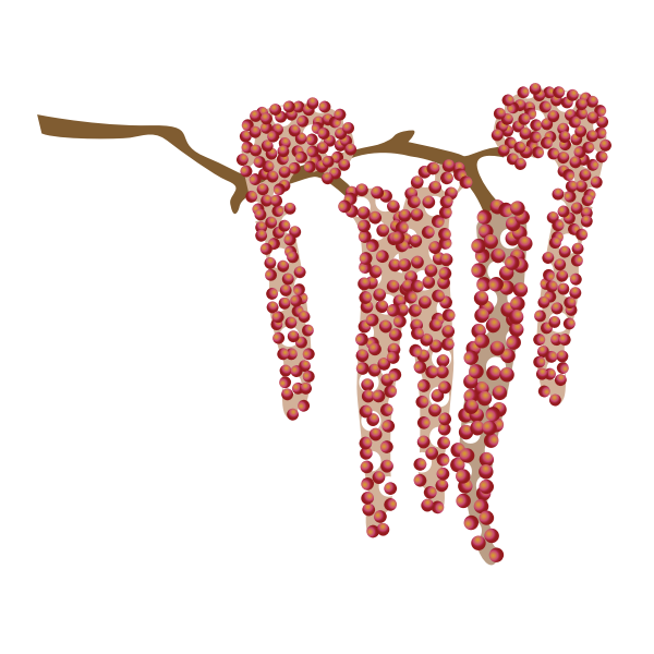 SVG Catkin in red