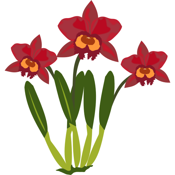 SVG Cattleya flower color illustration