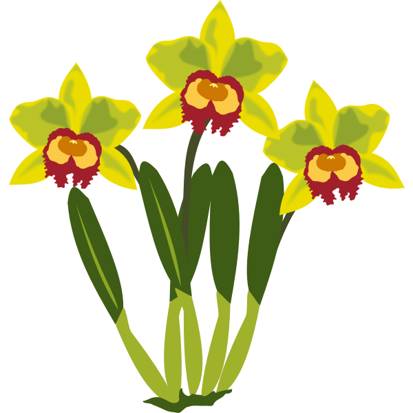 SVG Cattleya vector clip art