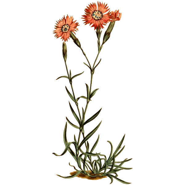 SVG Caucasean Flower Pink