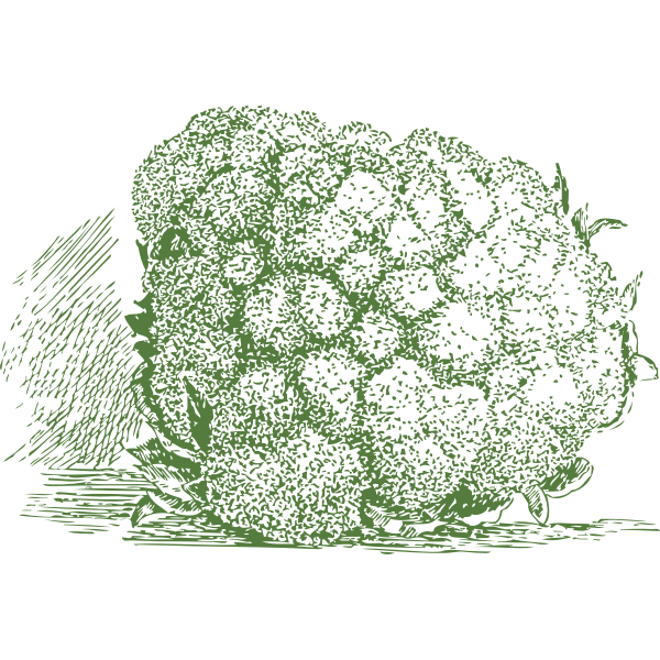 SVG cauliflower