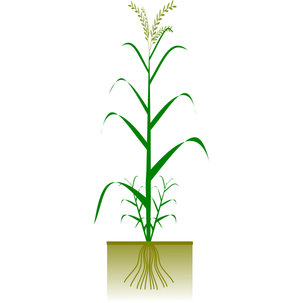 SVG Cereal plant