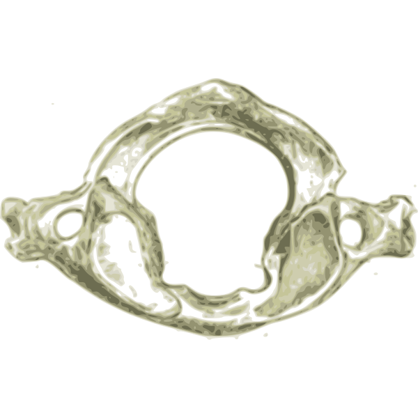 SVG Cervical vertebra