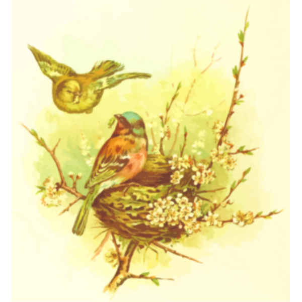 SVG Chaffinch039s nest