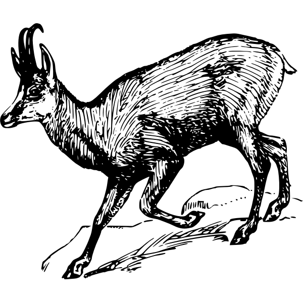 SVG chamois