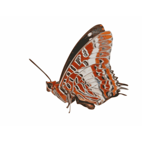SVG Charaxes brutus butterfly vector graphics