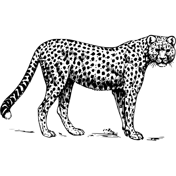 SVG cheetah