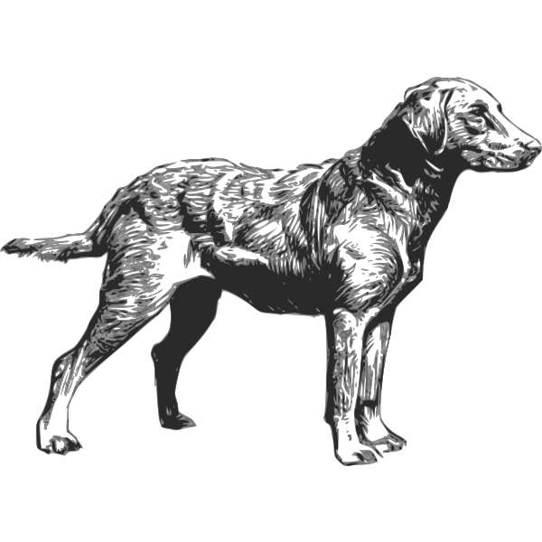 SVG Chesapeake Bay Retriever vector drawing