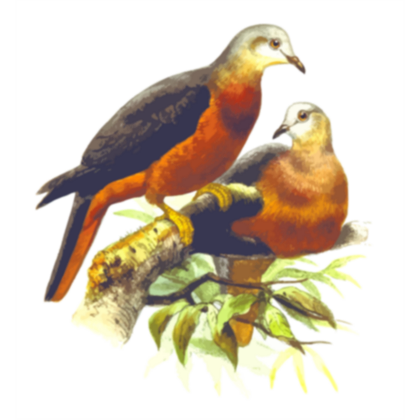 SVG Chestnut-bellied imperial pigeon