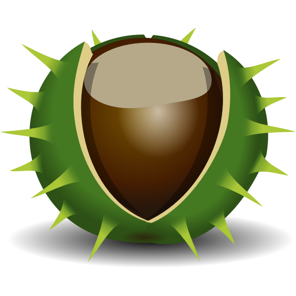 SVG Chestnut in shell vector image