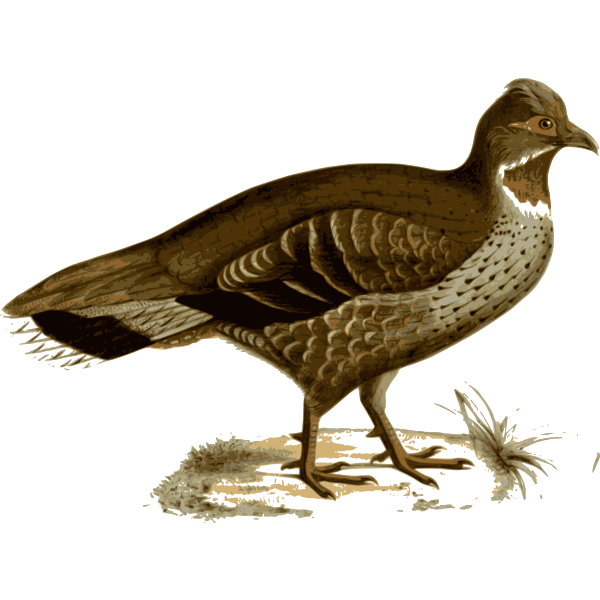 SVG Chestnut-throated partridge