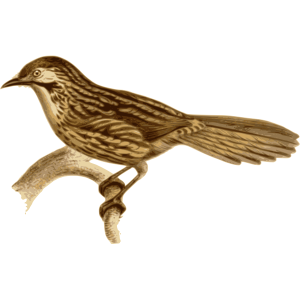SVG Chinese babax