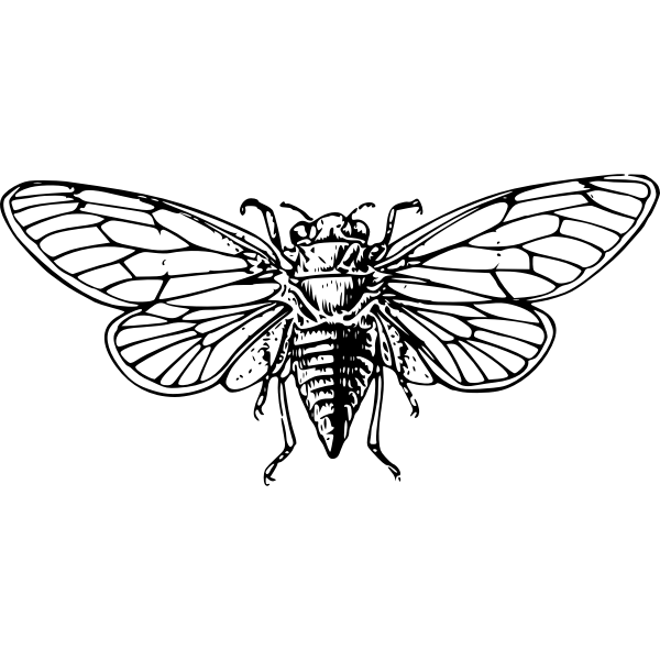 SVG Cicada silhouette