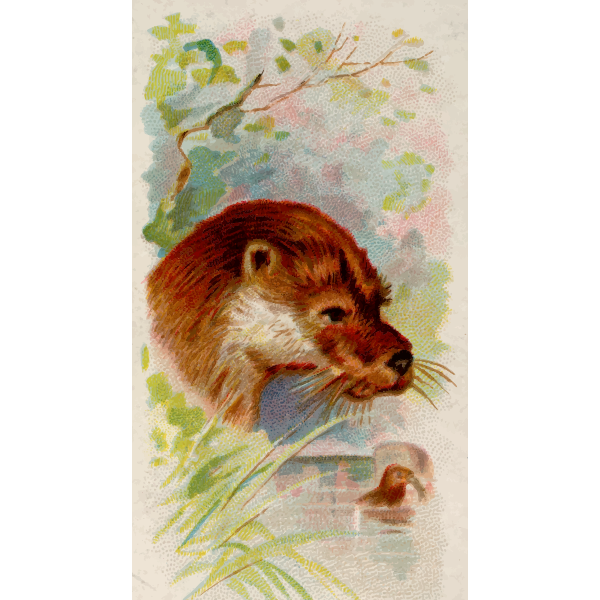 SVG Cigarette card