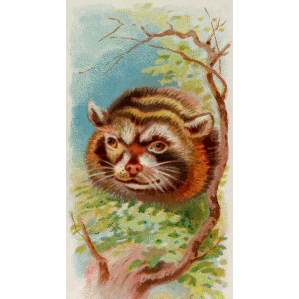 SVG Cigarette card - Raccoon