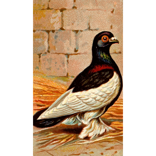 SVG Cigarette card - Tumbler Pigeon