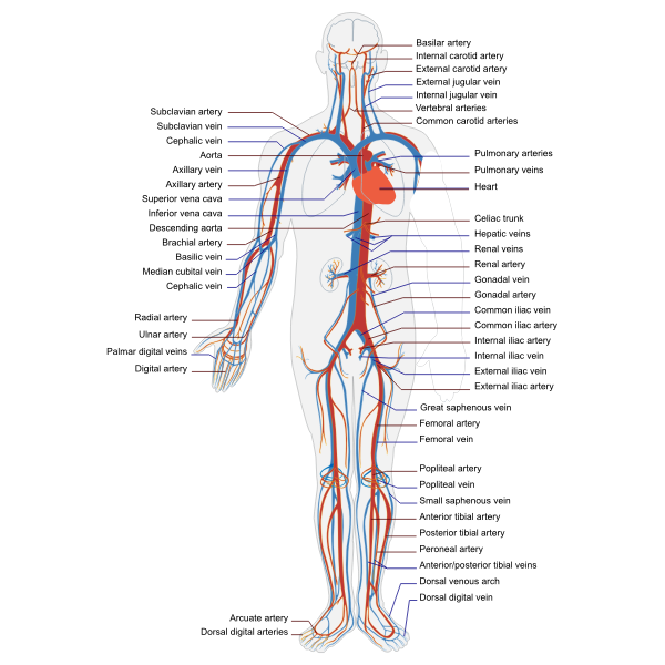 SVG Circulatory human system