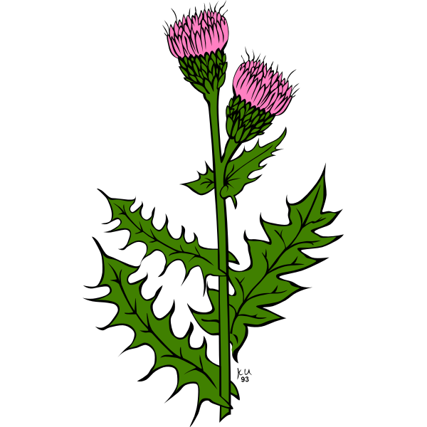 SVG Cirsium arvense vector