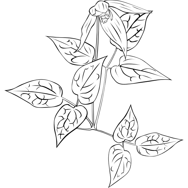 SVG clematis occidentalis