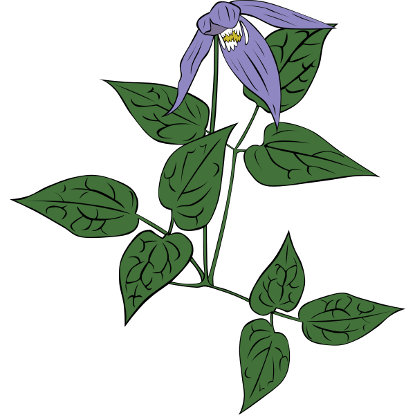SVG Clematis occidentalis flower