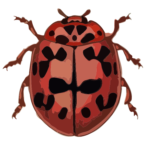 SVG Coccinella conglobata