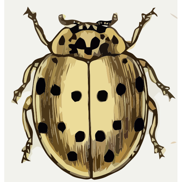 SVG Coccinella sedicimpunctata