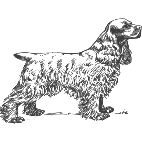 SVG Cocker Spaniel grayscale vector drawing
