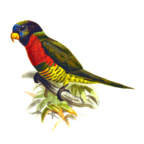 SVG Coconut lorikeet