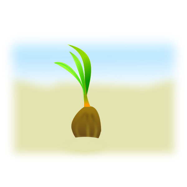 SVG coconut seed
