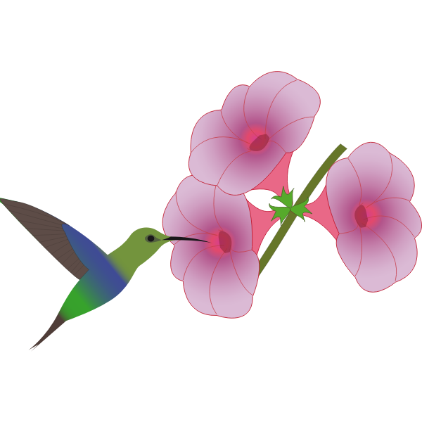 SVG Colibri bird picking on a flower illustration