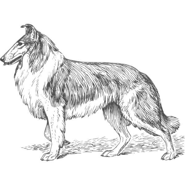 SVG Collie vector graphics