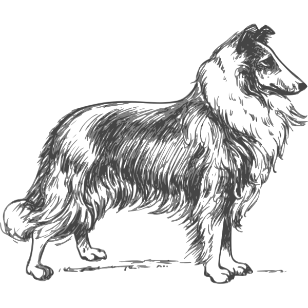 SVG Collie vector image