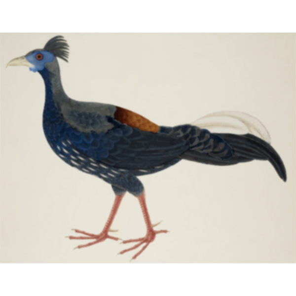 SVG Color drawing of large long-tailed bird