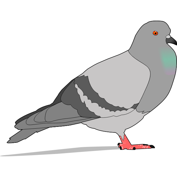 SVG Color illustration of pigeon with shadow