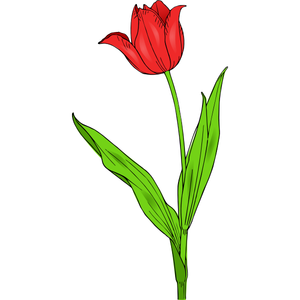 SVG Colored tulip