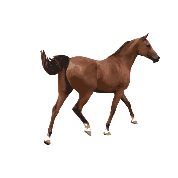 SVG Colored vector illustration of a male horse