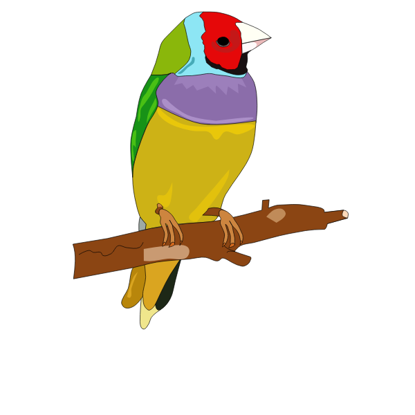 SVG Colorful bird