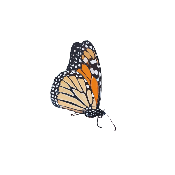 SVG Colorful butterfly drawing