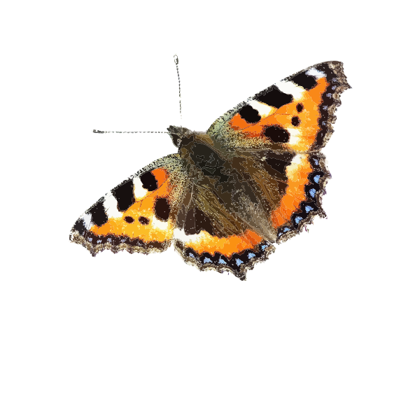 SVG Colorful butterfly icon