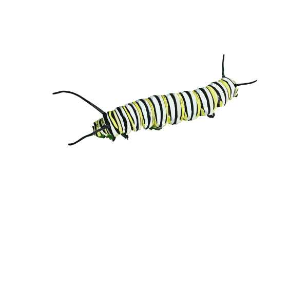 SVG Colorful caterpillar